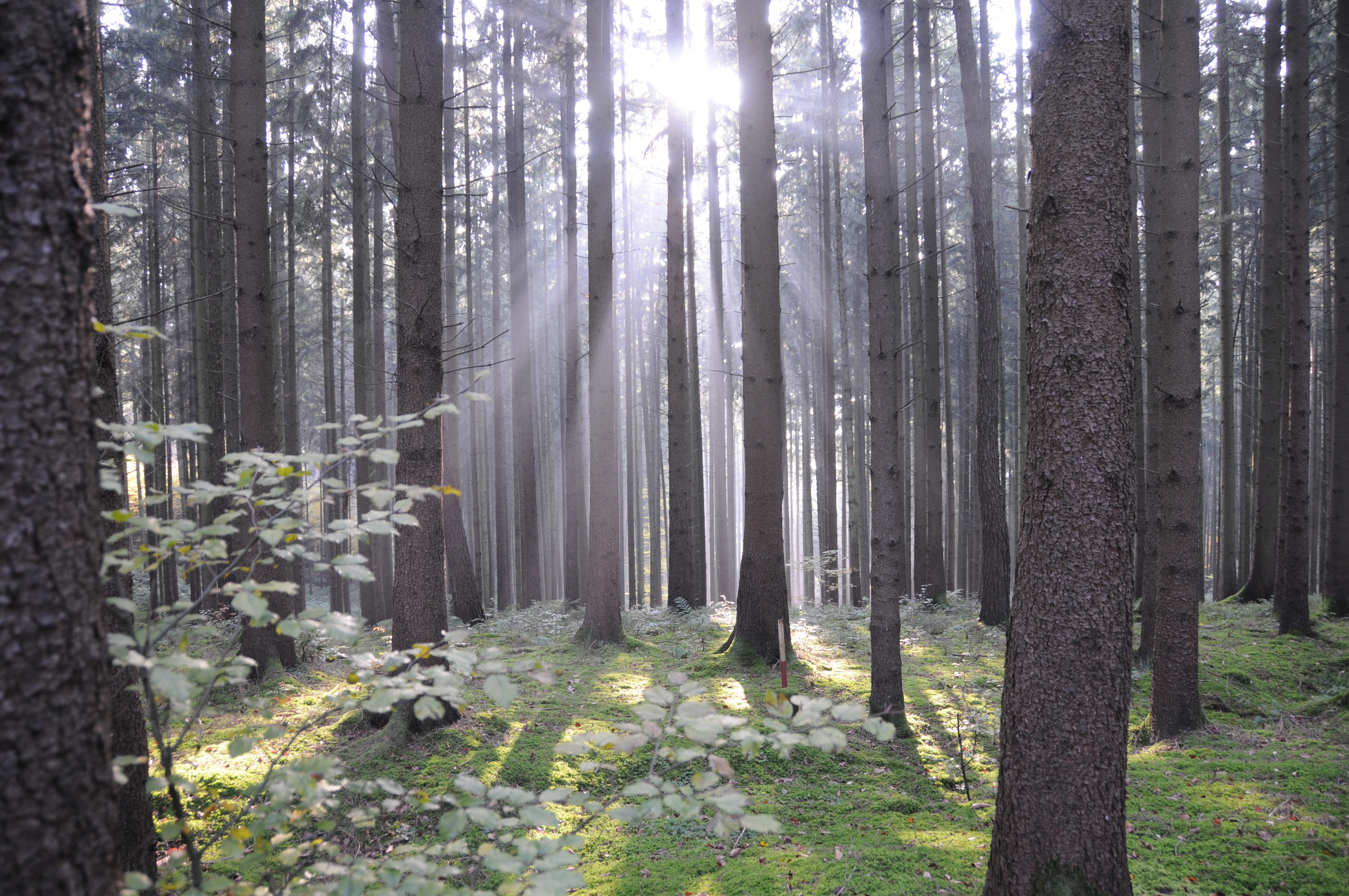 Bayerdillinger Wald
